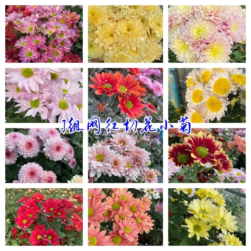 J组50个菊花苗 网红切花菊花品种 三文鱼冰沙小雏菊菊花苗斑纹苗