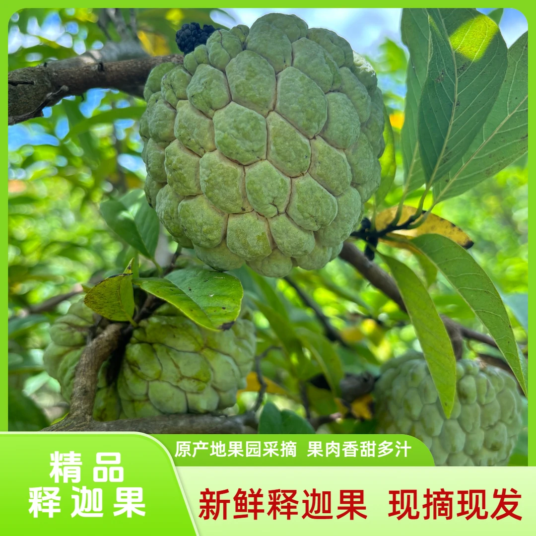 【云南释迦果】牛奶释迦果 中大果软糯香甜新鲜采摘产地直发