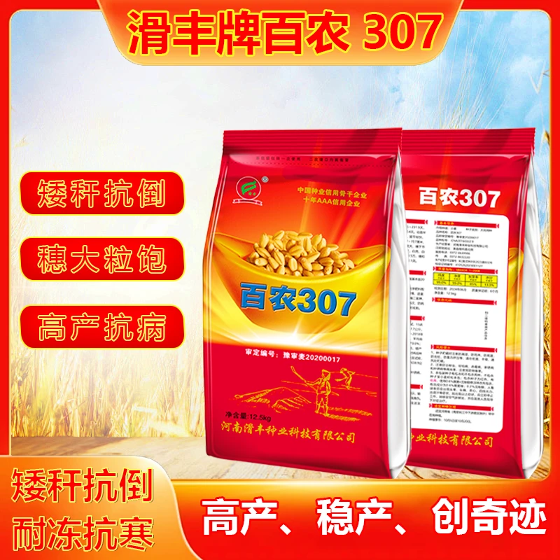 【滑丰牌百农307】矮秆抗倒穗大粒饱高产抗病耐低温优质小麦品种