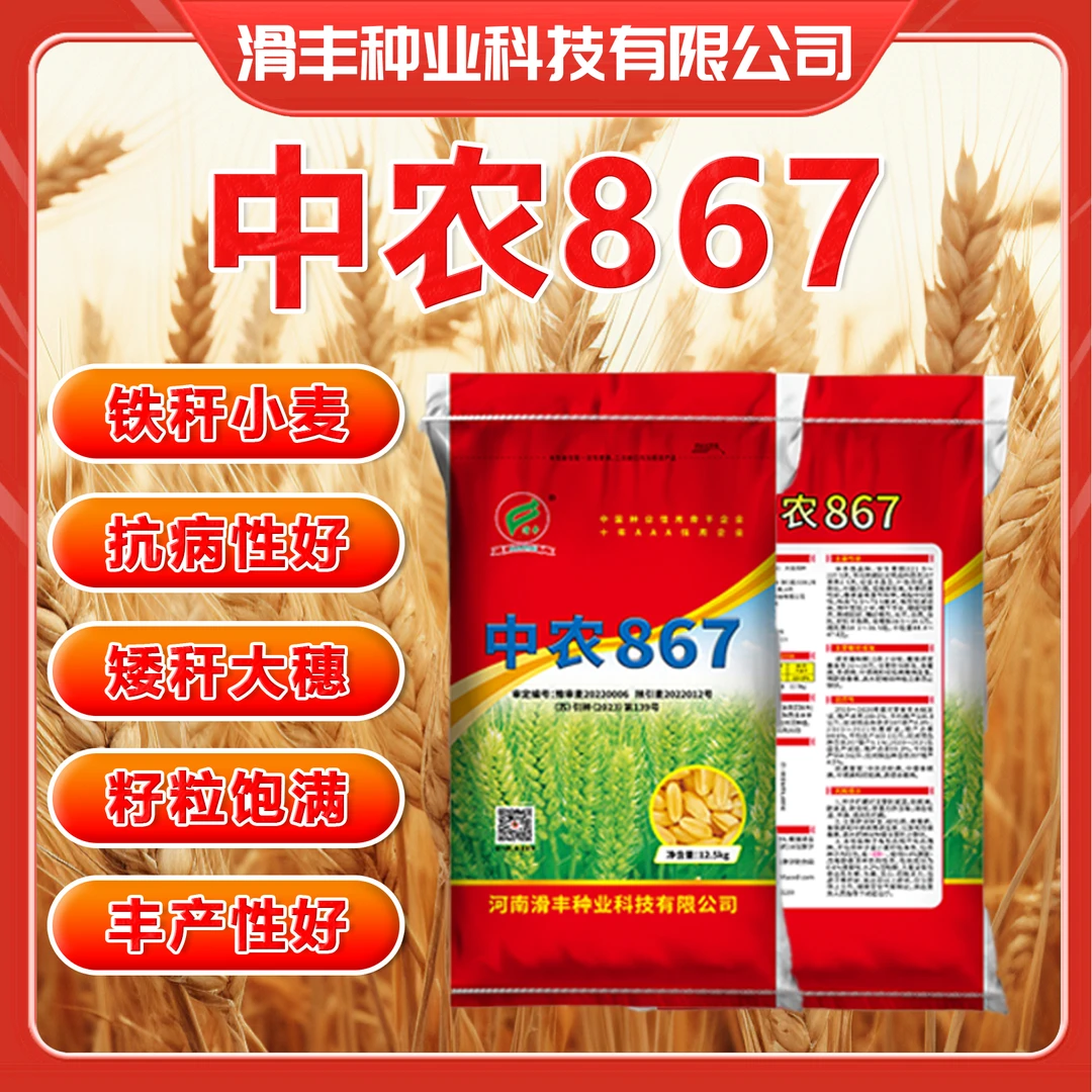 【中农867】铁秆小麦抗病抗倒籽粒饱满矮杆大穗丰产性好小麦品种