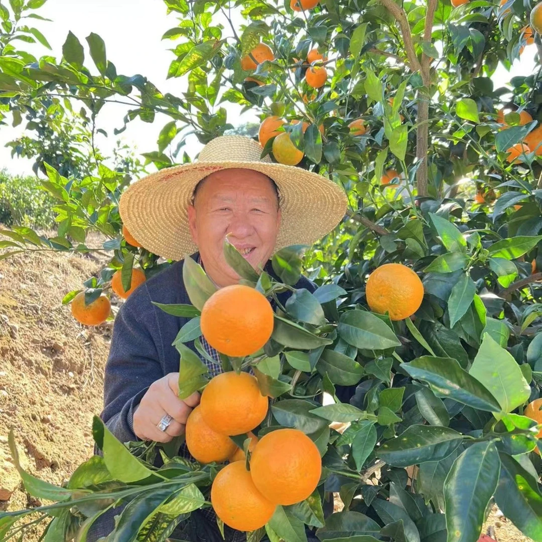 【英子专属】优质新鲜云南红河高原沃柑（带箱10斤装）