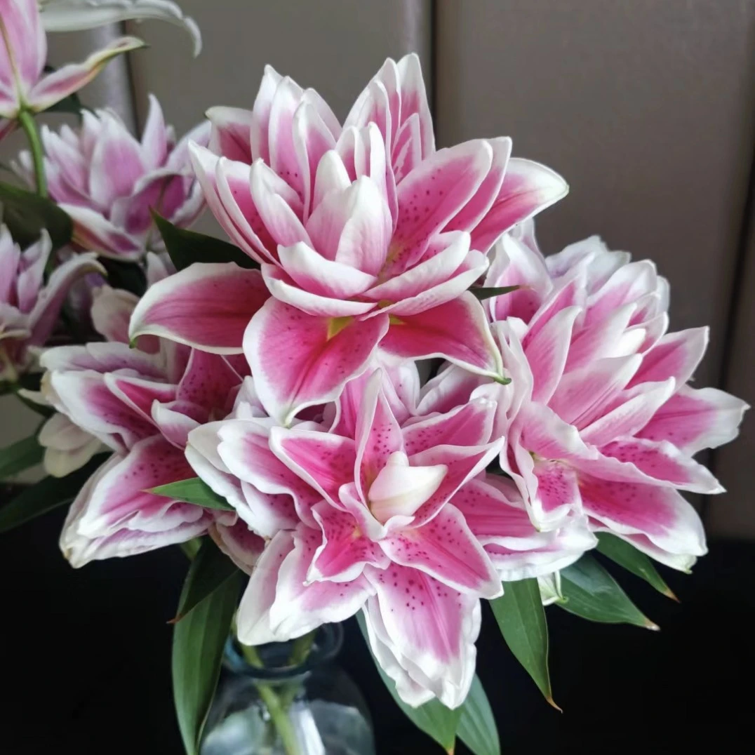 【云霄花卉】【火星之恋重瓣百合 】云南香水百合【任意两单顺丰包邮】