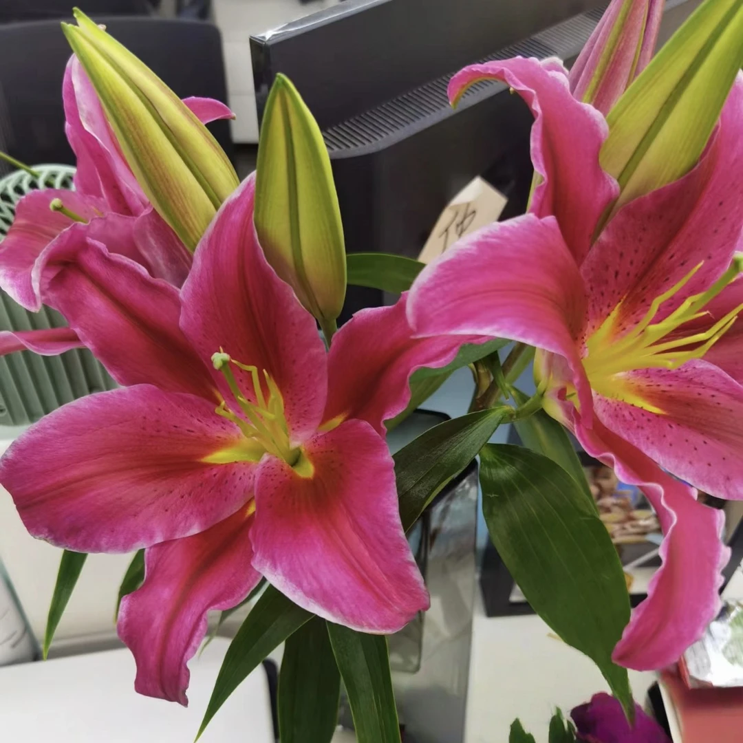 【云霄花卉】【红闺蜜百合】云南香水百合【任意两单顺丰包邮】