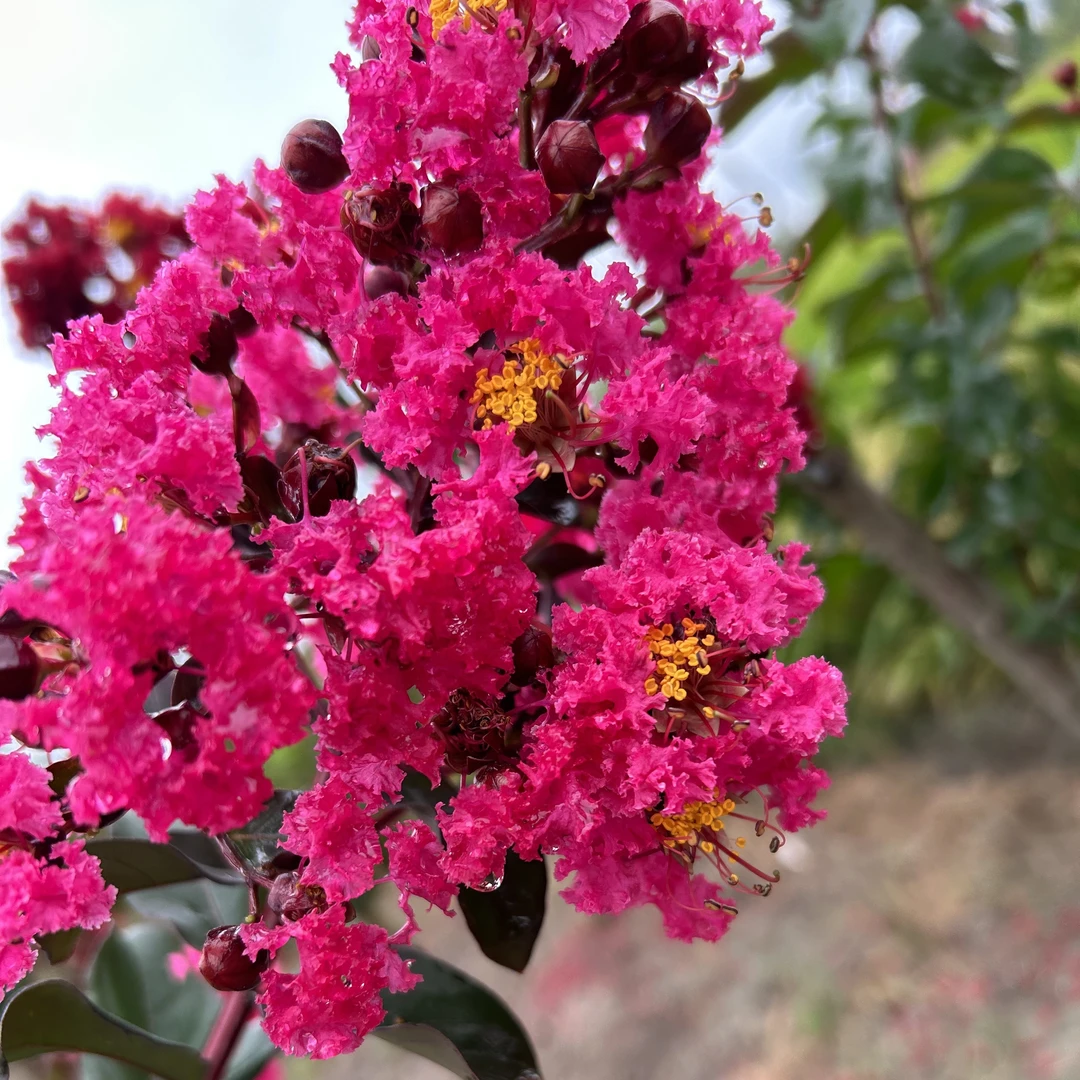 天鹅绒紫薇花玫红色地栽盆栽耐寒耐高温