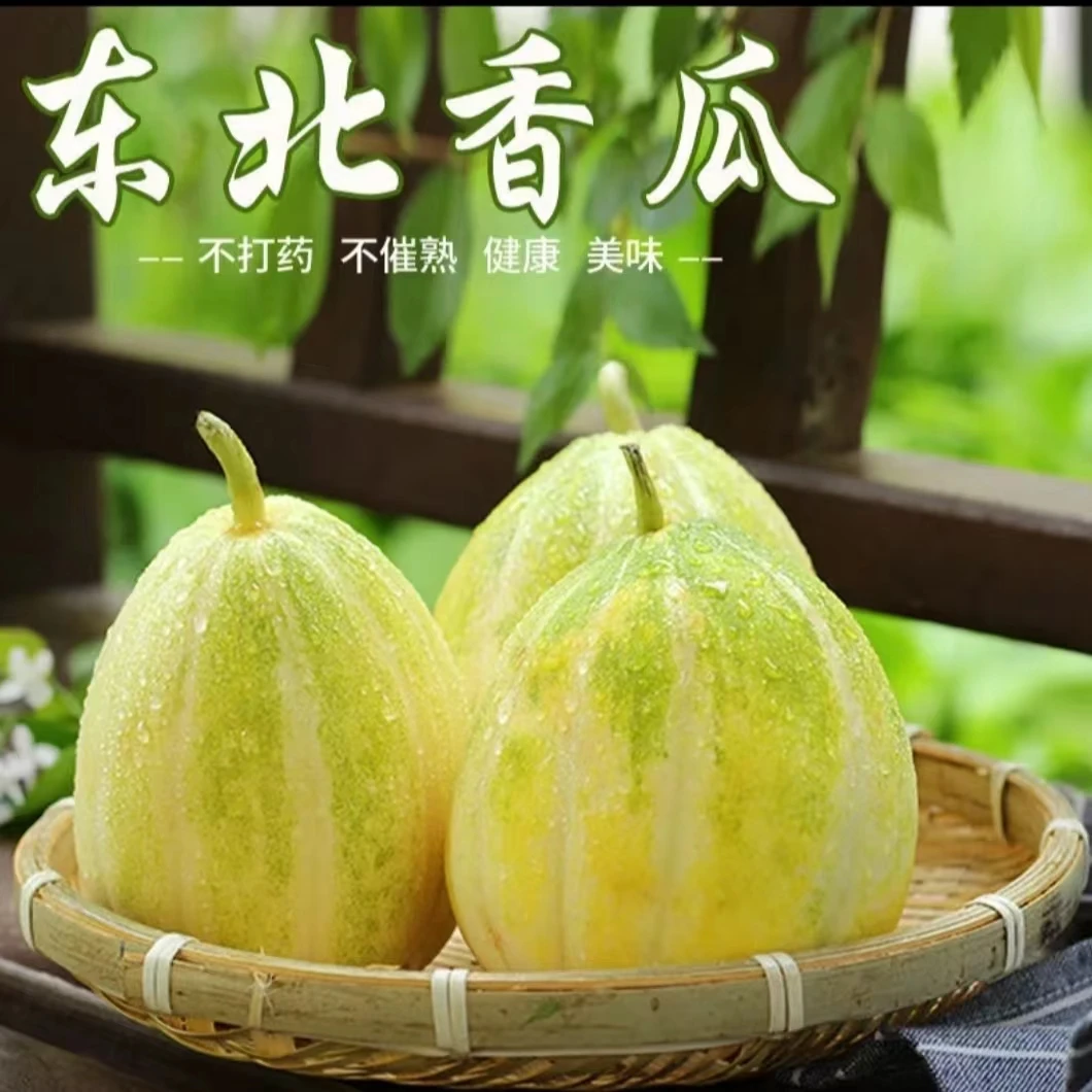 东北金飞香瓜甜瓜产地新鲜采摘现摘先发