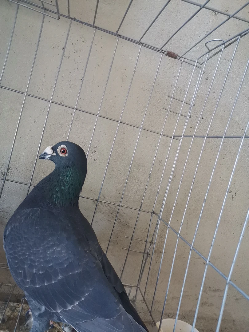 鸽子，用品，鸽子草窝，鸽子窝