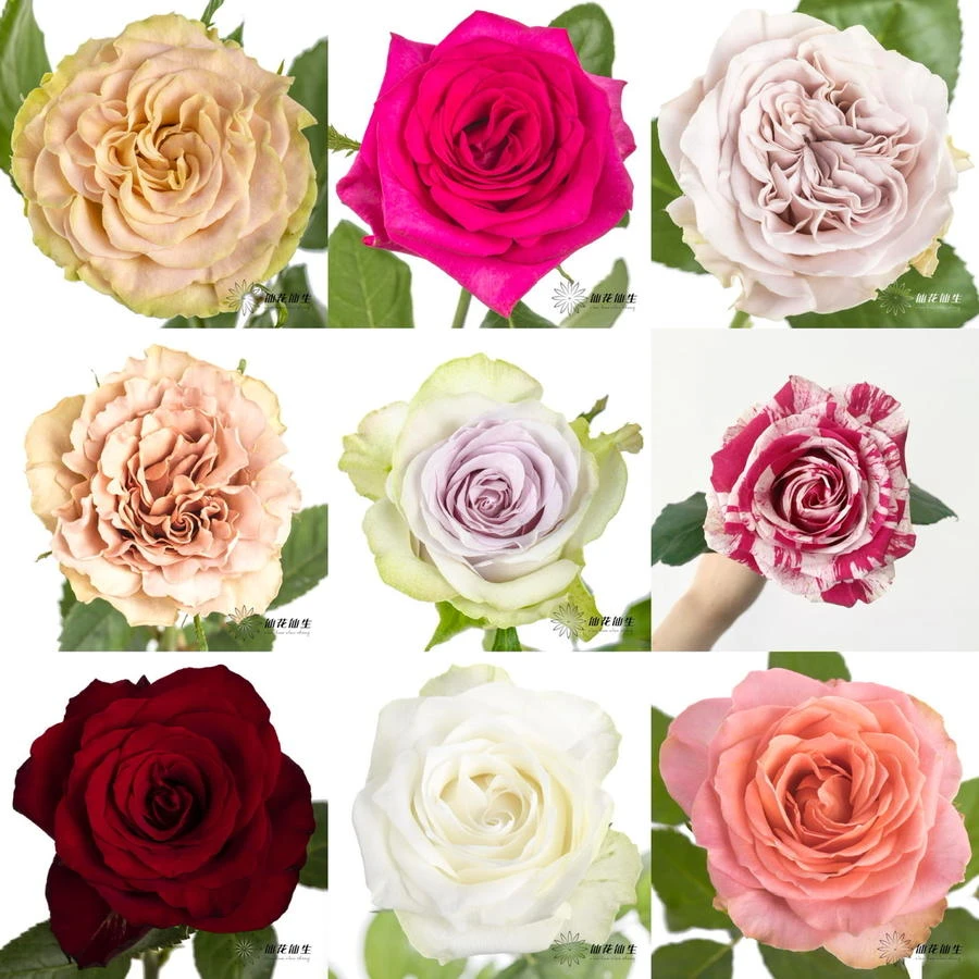 顺丰空运包邮|逸禾基地随机品种100支