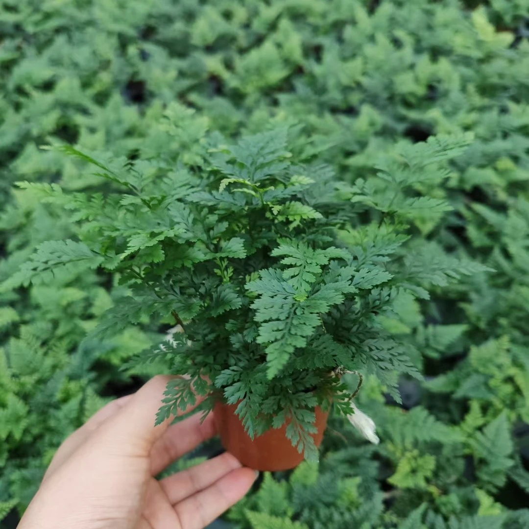 狼尾蕨盆栽兔脚蕨室内桌面绿植微景观雨林缸造景耐阴绿植吸水石
