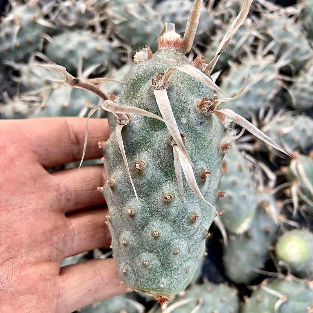 仙人掌武藏野纸刺白刺大型巨型仙人球稀有多肉植物庭院易美观度夏
