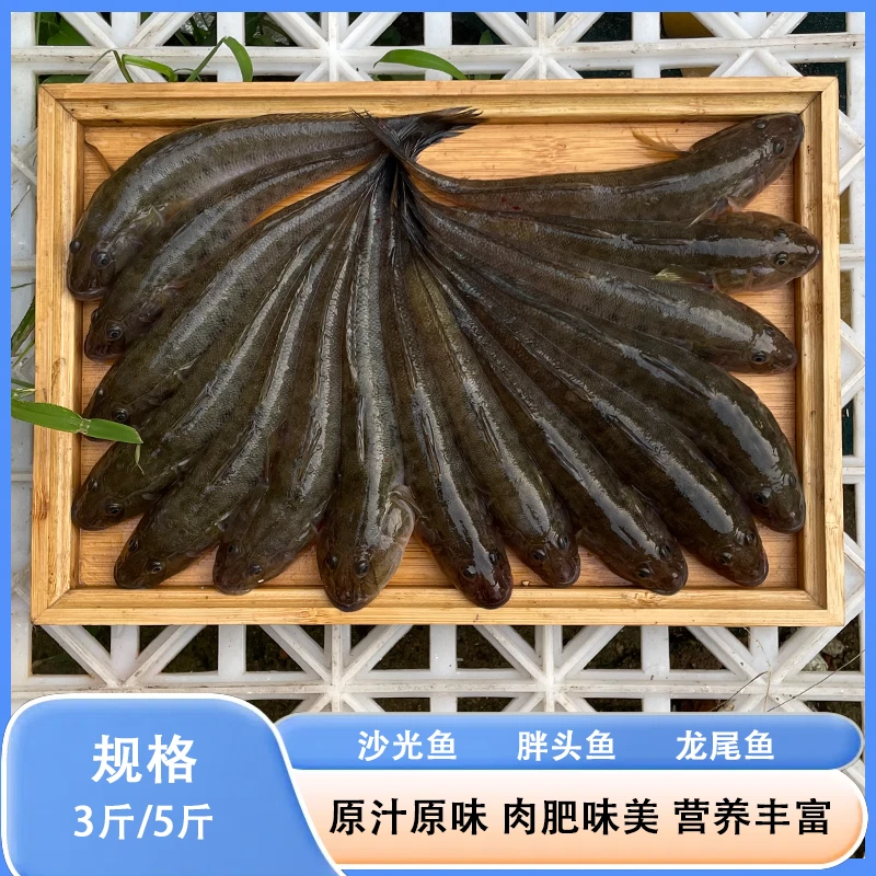 新鲜海捕沙光鱼10-20条左右/斤鲜活速冻 胖头鱼 龙尾鱼连云港发货