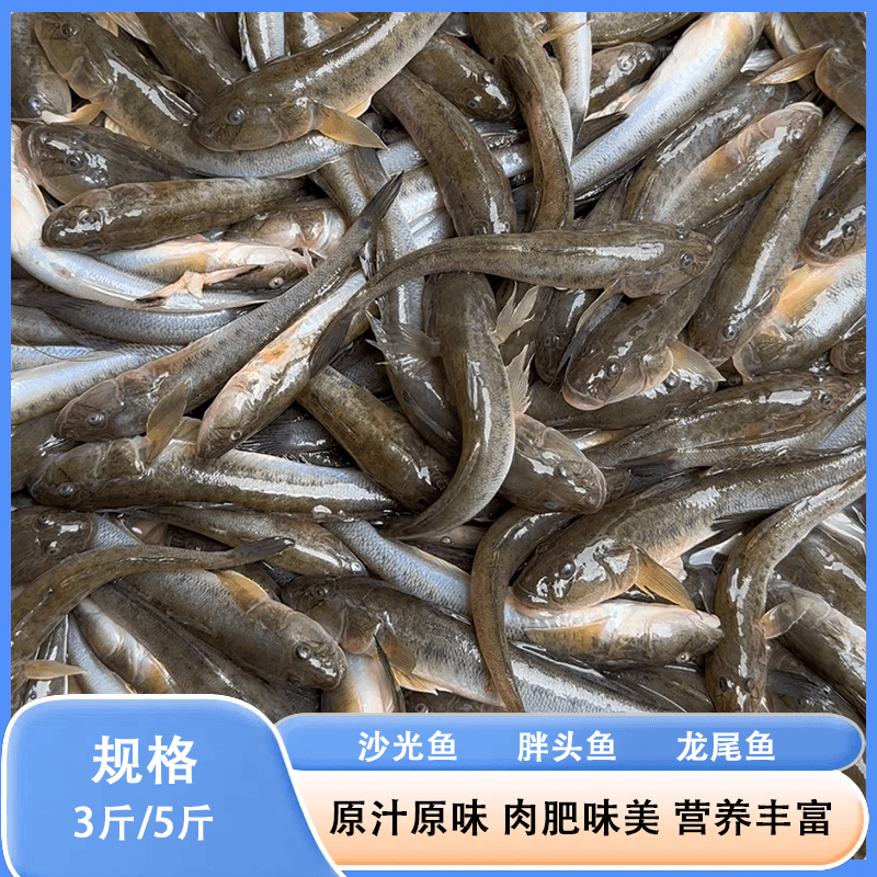 沙光鱼 新鲜海捕胖头鱼 味道鲜美龙尾鱼 鲜活速冻 连云港冷链发货
