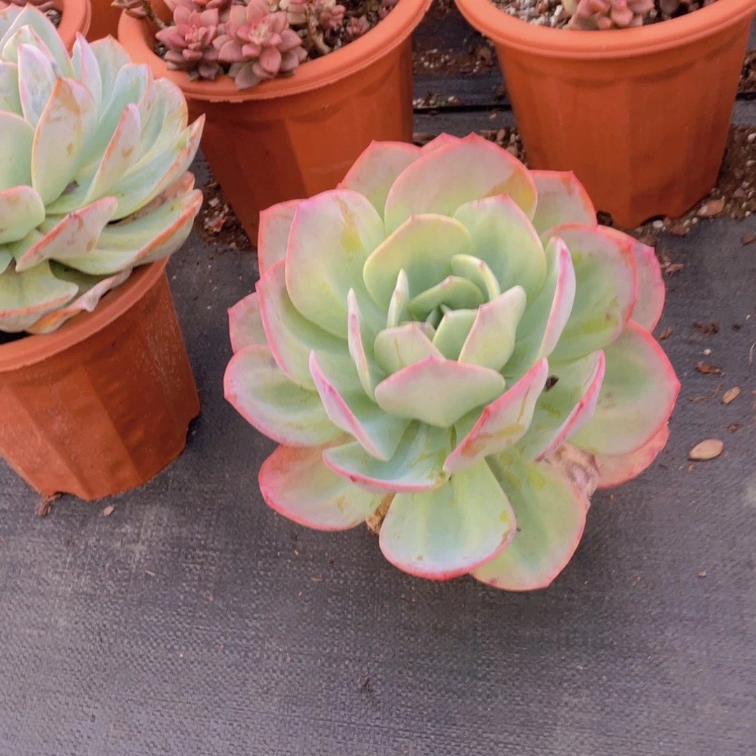 血凤16.8单头多肉