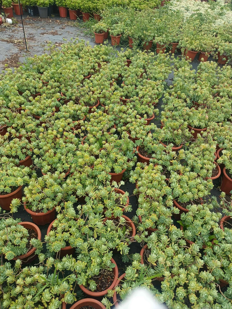 太好看多肉，直播活动链接222，福利款不售后，断头断枝不售后