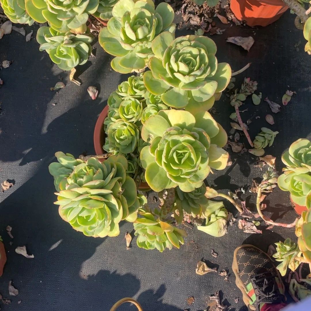 鸡蛋碧桃68大群生多肉