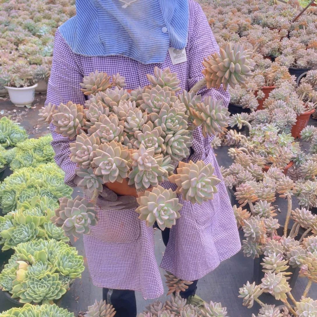 淡雪29.8多肉多肉