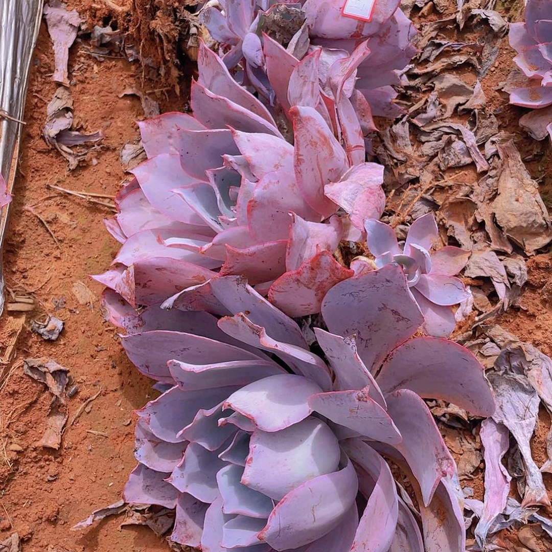 晚霞36.8多头群生特价