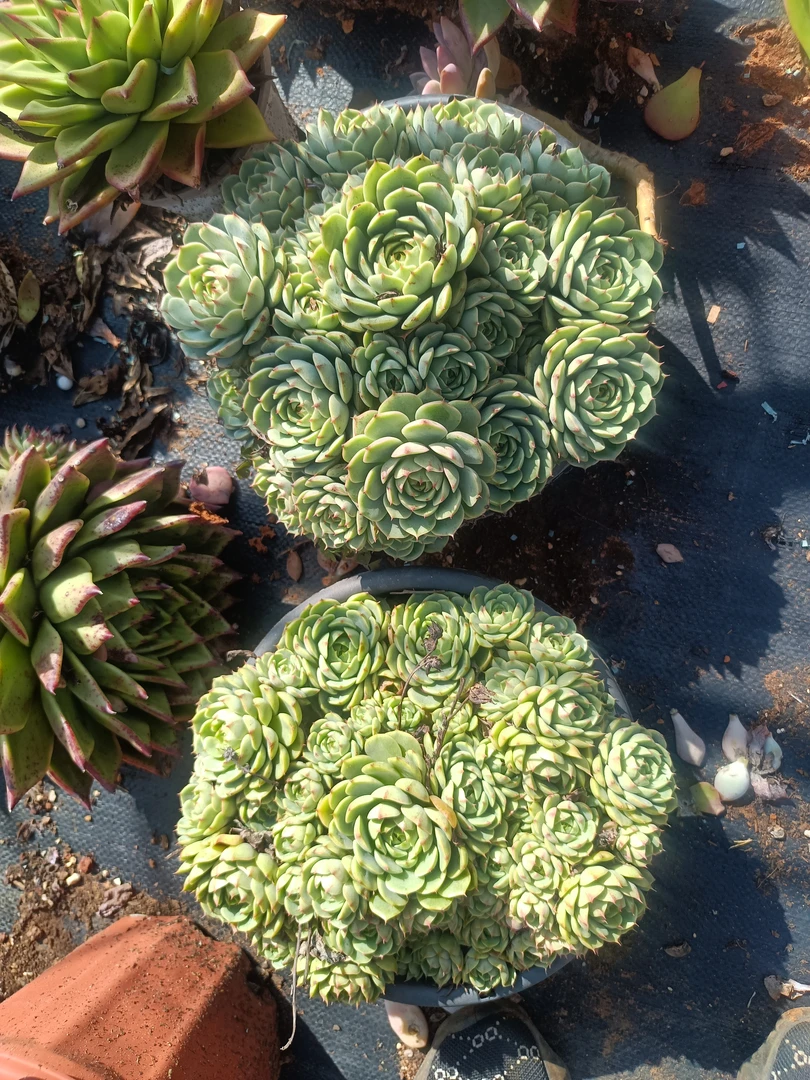 太好看多肉 本巴本吧笨巴苯巴迪斯带土带盆 ，原盆原土