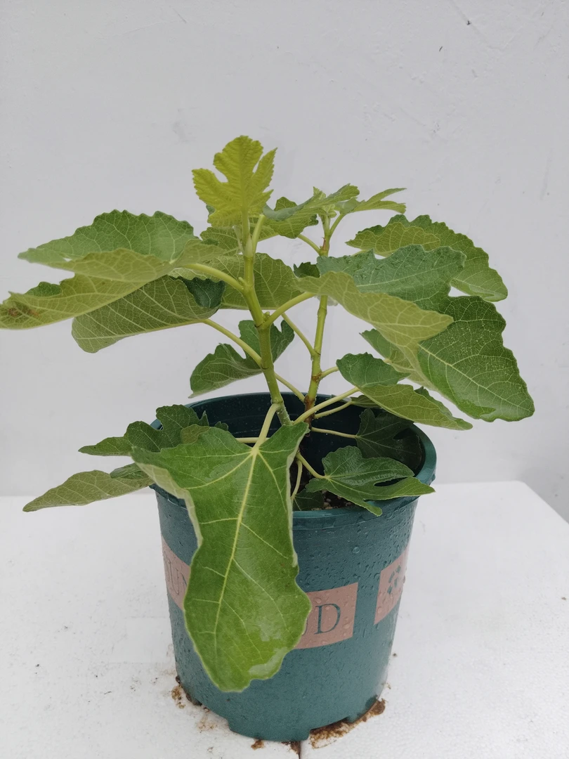 盆栽绿植一物一拍