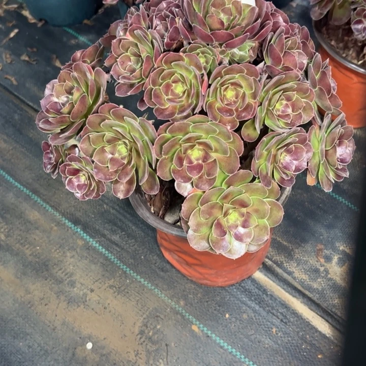 荷兰玫瑰2159多肉法师一物一拍