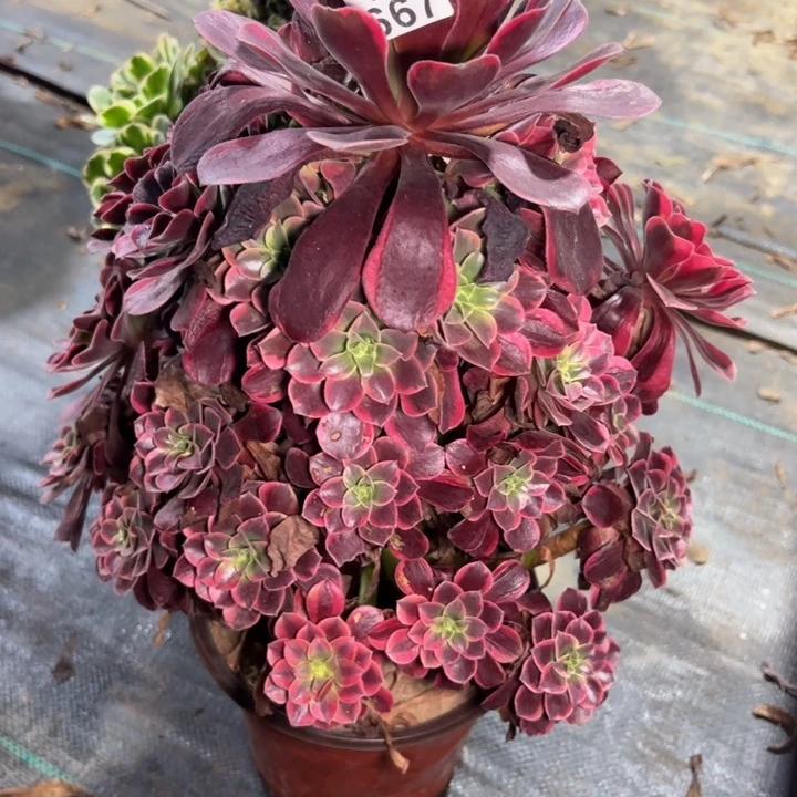 金丝缺667多肉法师一物一拍