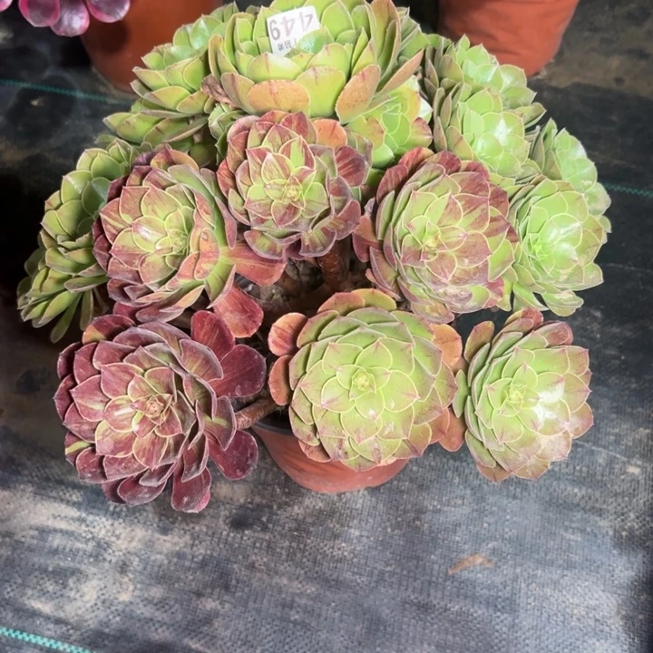 童*花月夜449多肉法师一物一拍