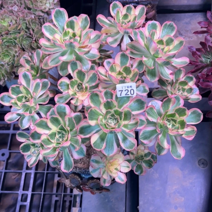 ?****?燕姿锦720多肉法师一物一拍