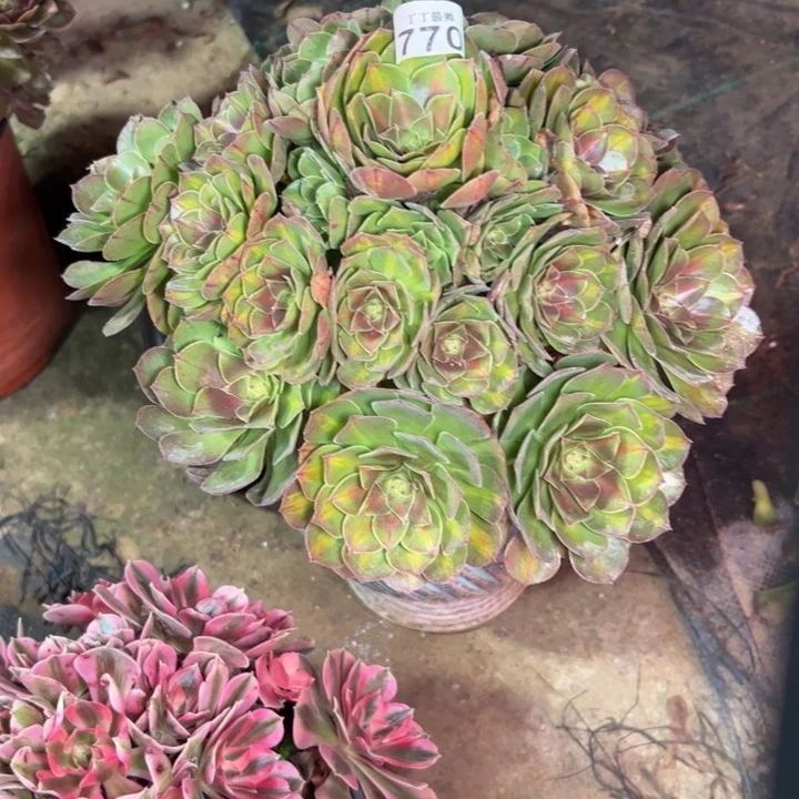 抹茶770多肉法师一物一拍