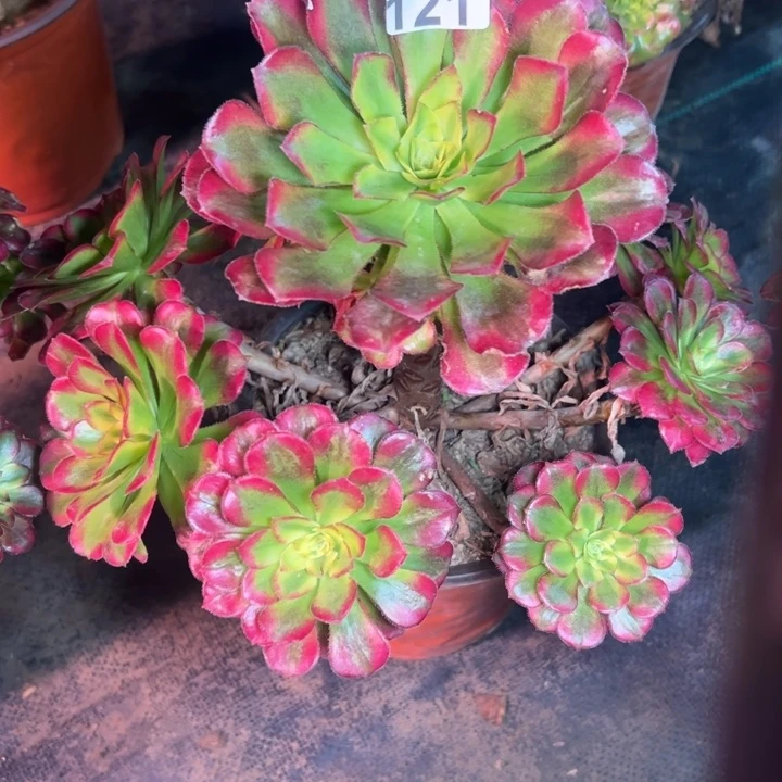 康*馨青鸟121多肉法师一物一拍