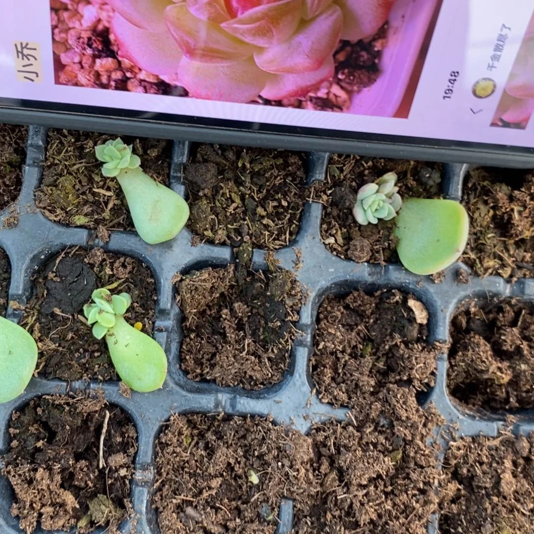 【闪购商品】小乔叶片带芽一个多肉