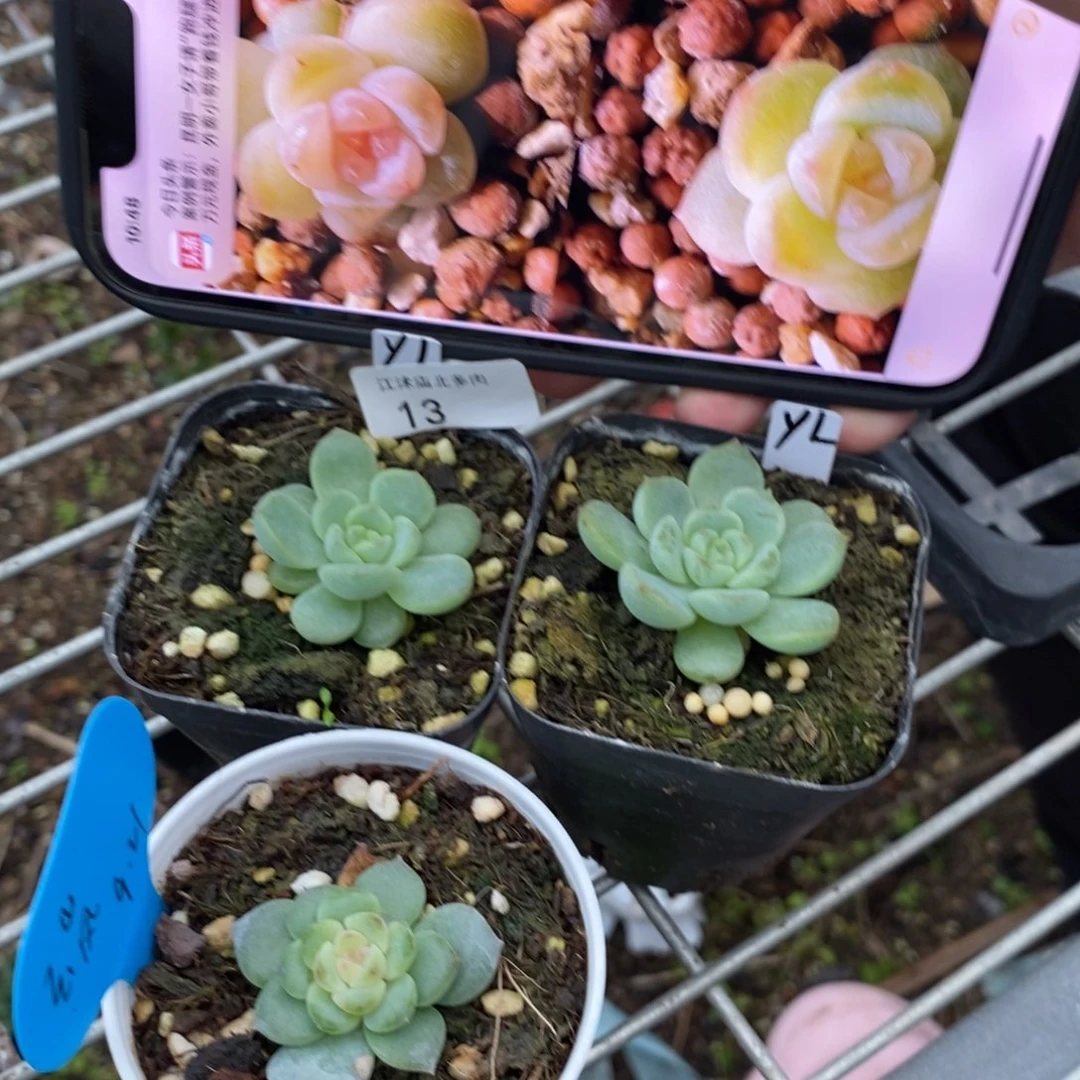 【闪购商品】标签3上盆云岚一个多肉量拍