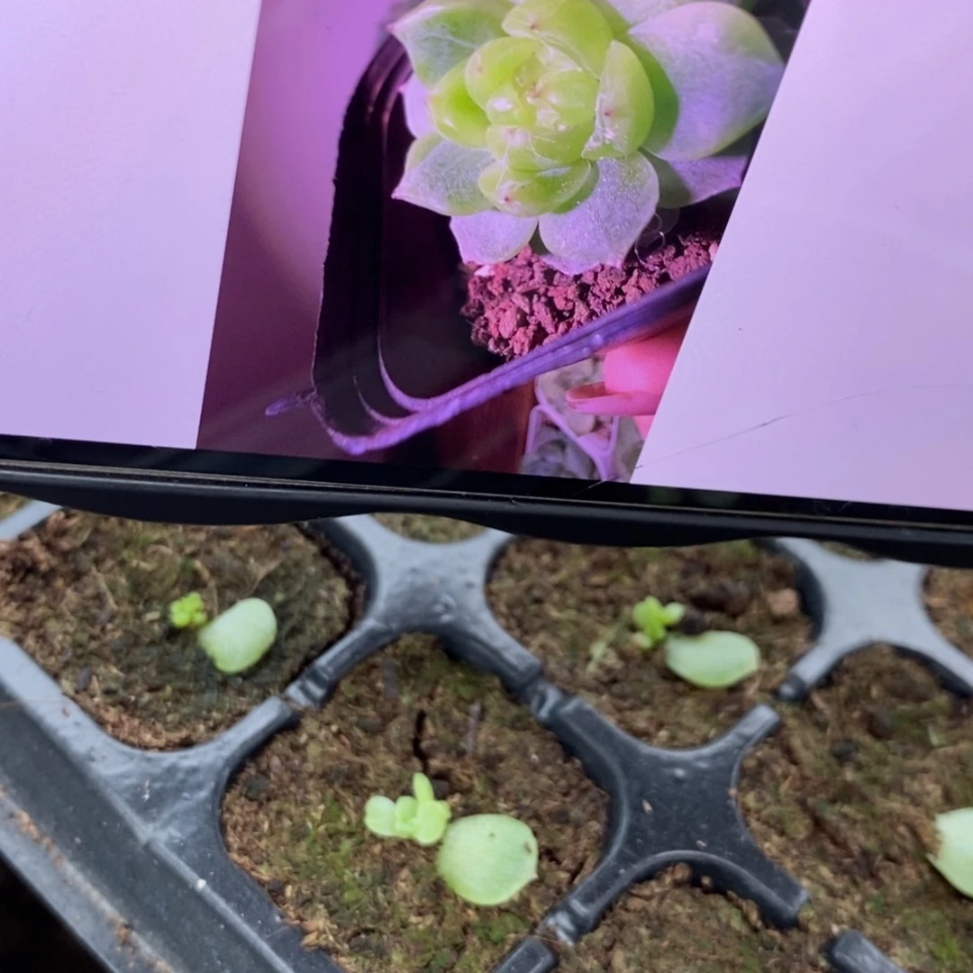 【闪购商品】甜心225叶片带芽一个