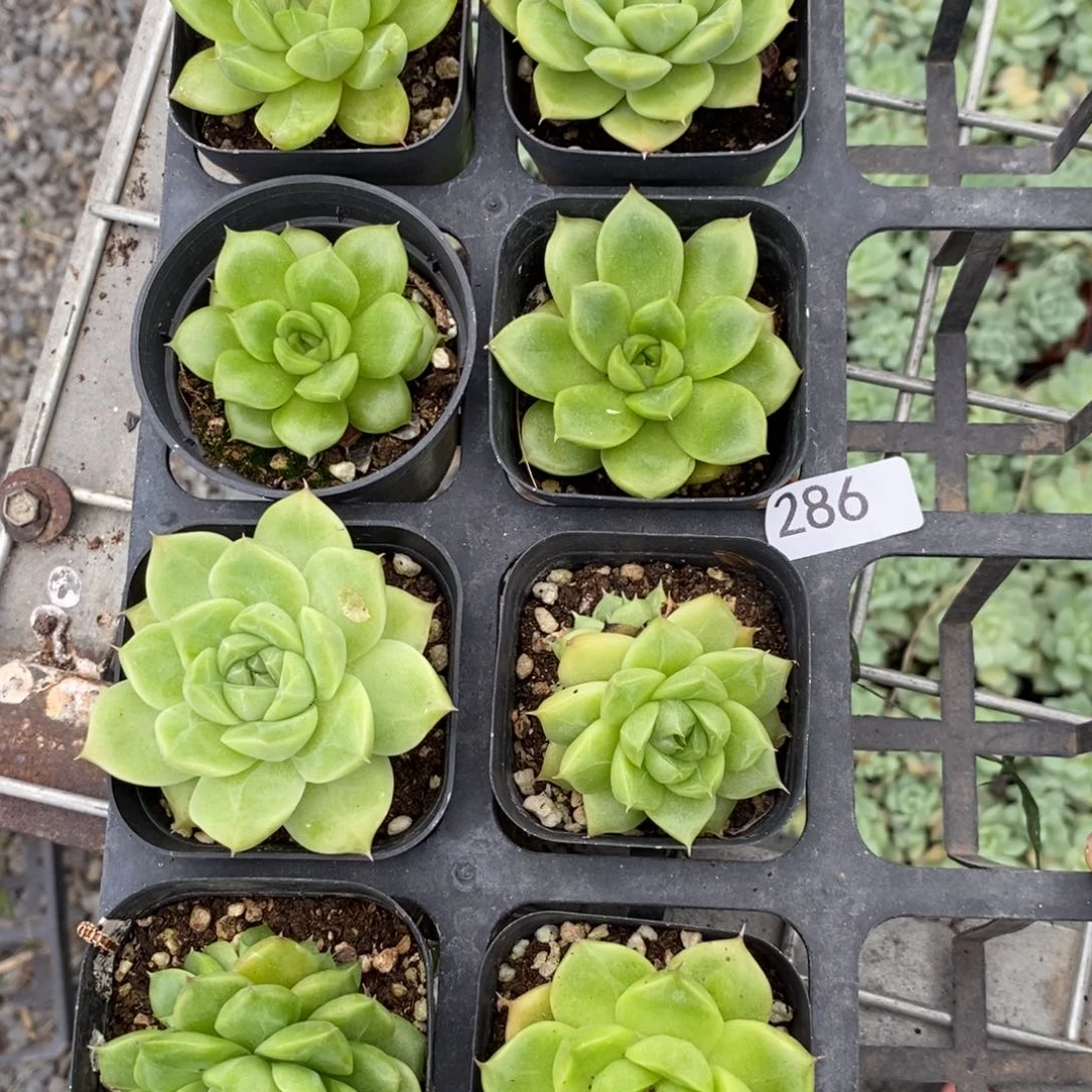 【闪购商品】286麦秆一个