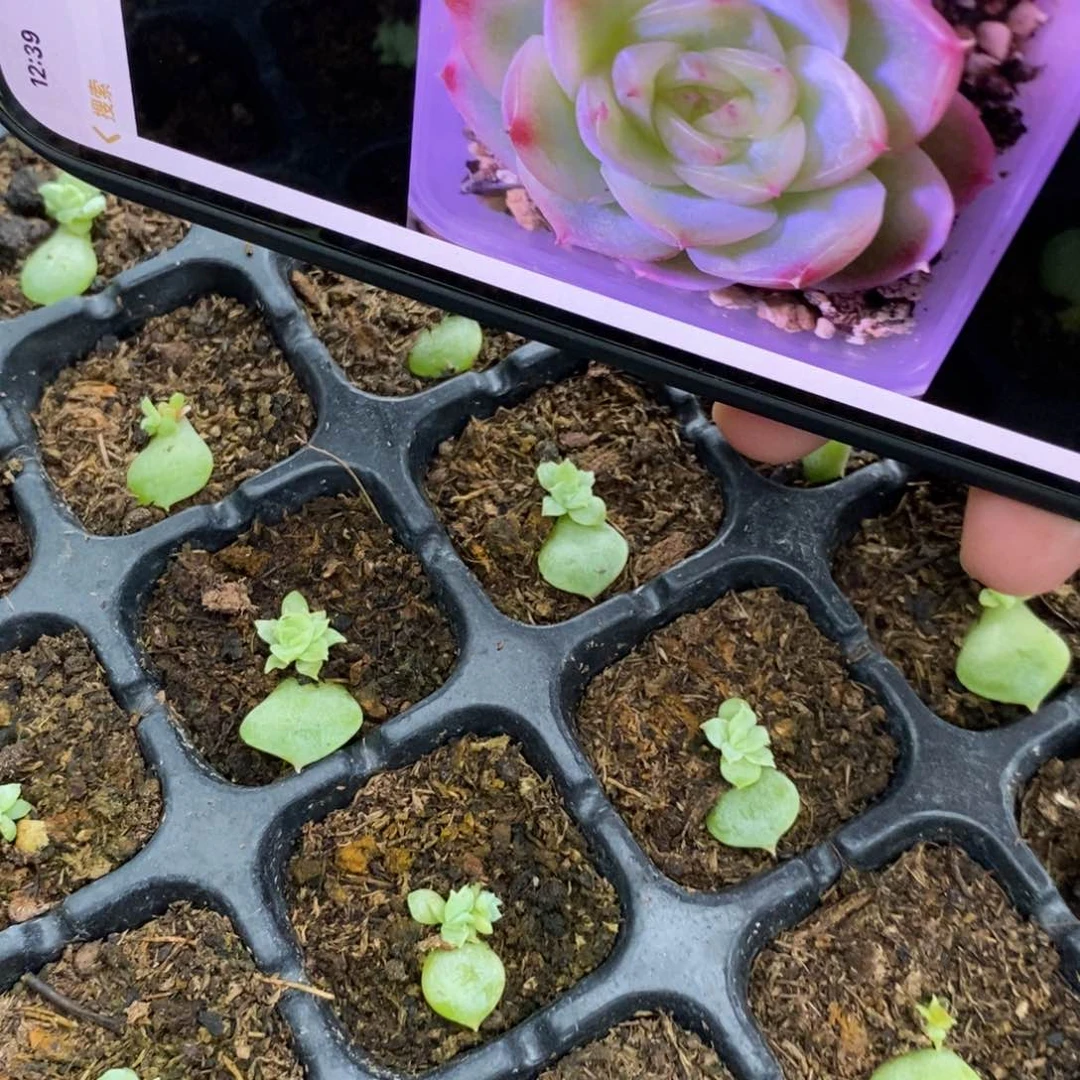 【闪购商品】面团叶片带芽一个