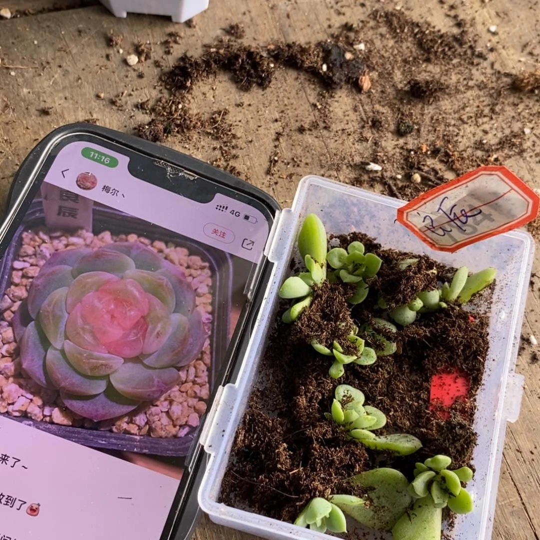 【闪购商品】良辰叶片带芽一个