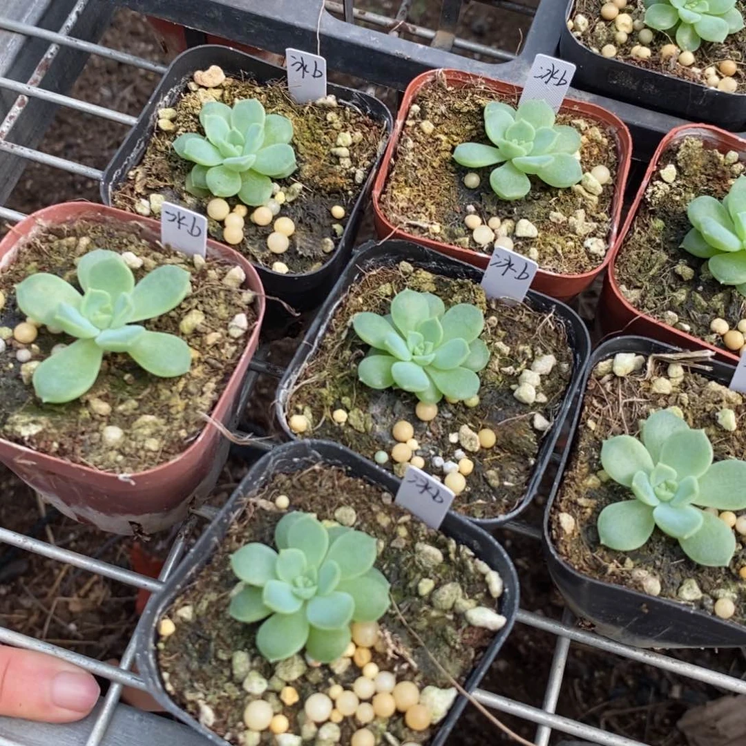 【闪购商品】20-31上盆冰魄b一个