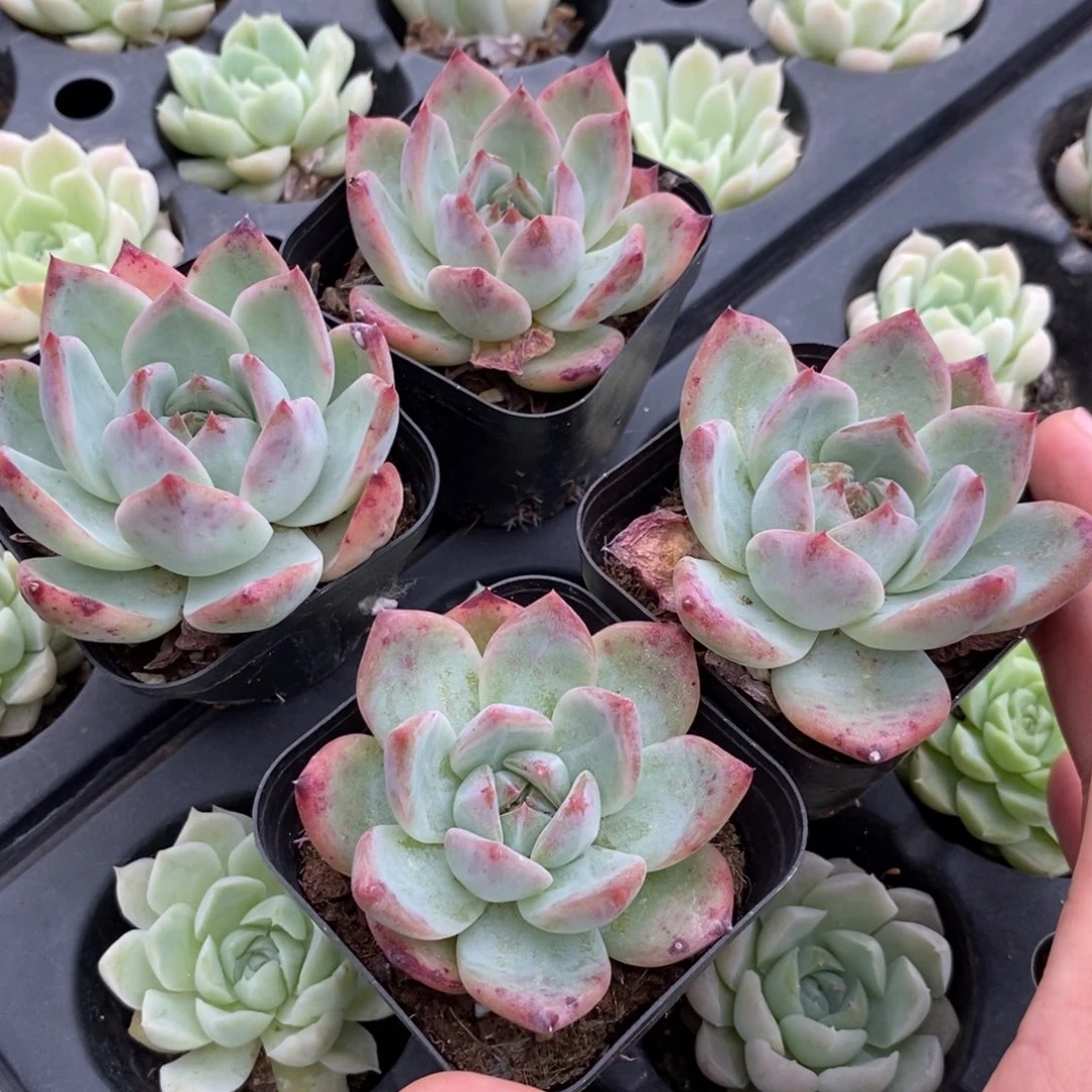 【闪购商品】红蜡糖一个