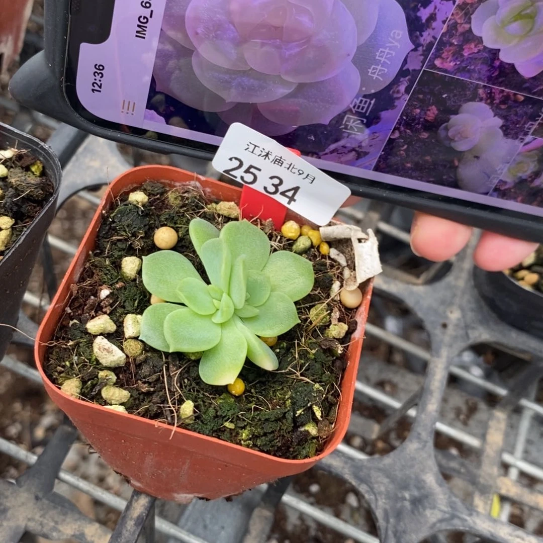【闪购商品】25-34谪仙一个