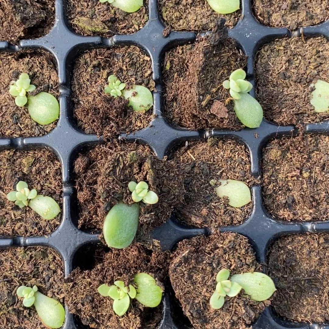 璇玑珍妮叶片带芽一个