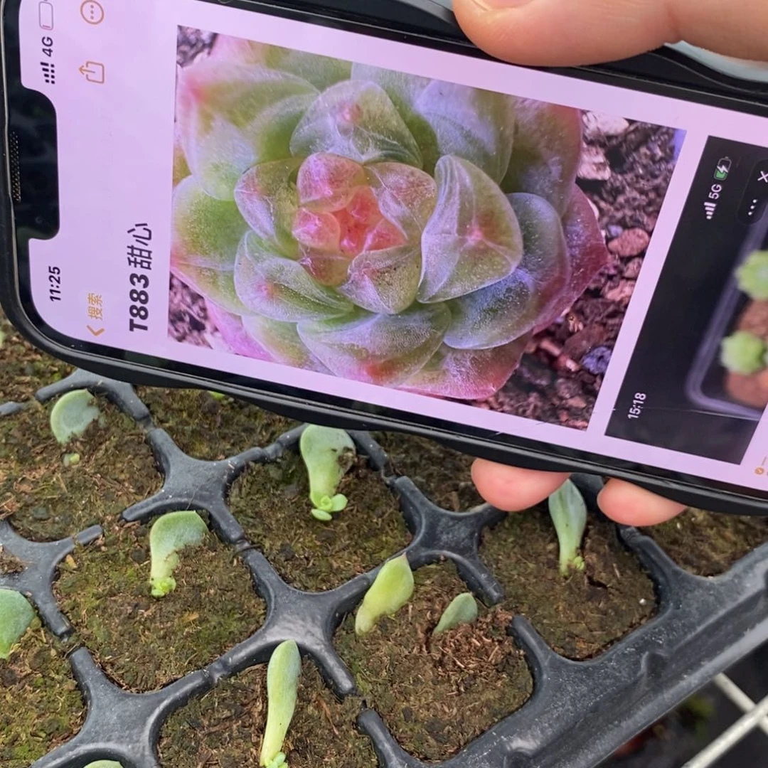 【闪购商品】甜心t883叶片带芽一个