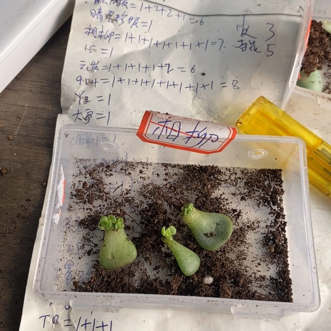 【闪购商品】相柳叶片带芽一个