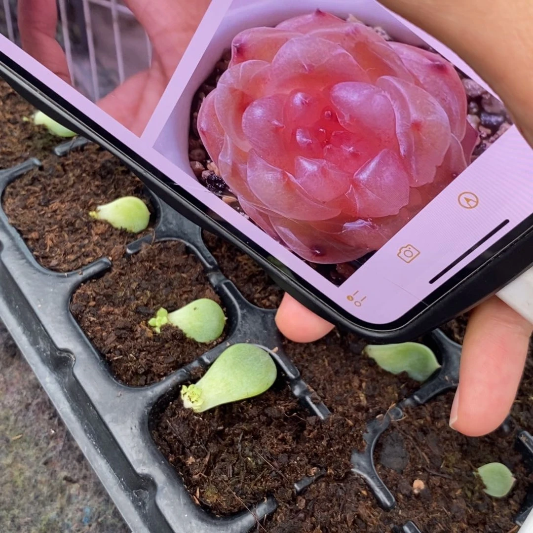 【闪购商品】T201粉甜心叶片带芽一个