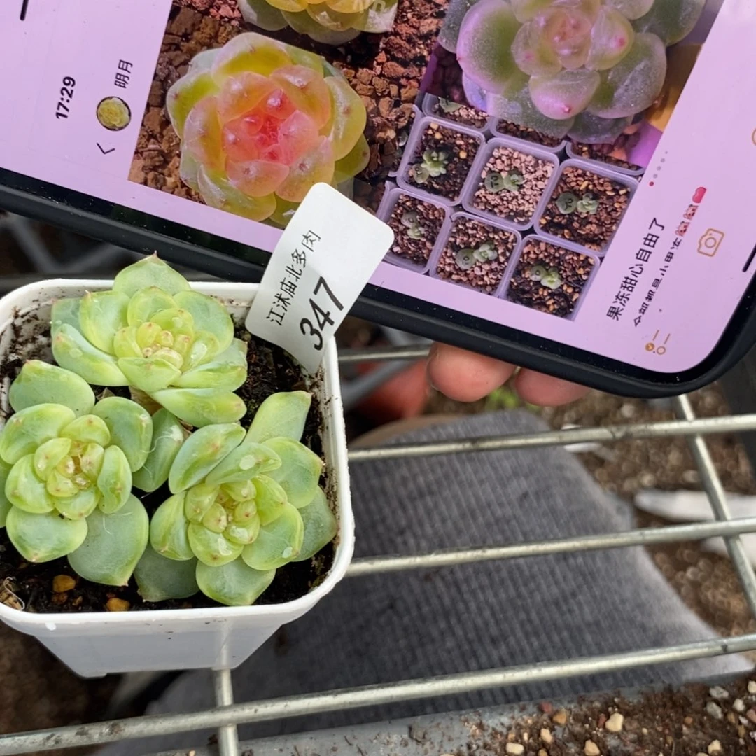 标签347果冻甜心t0一个