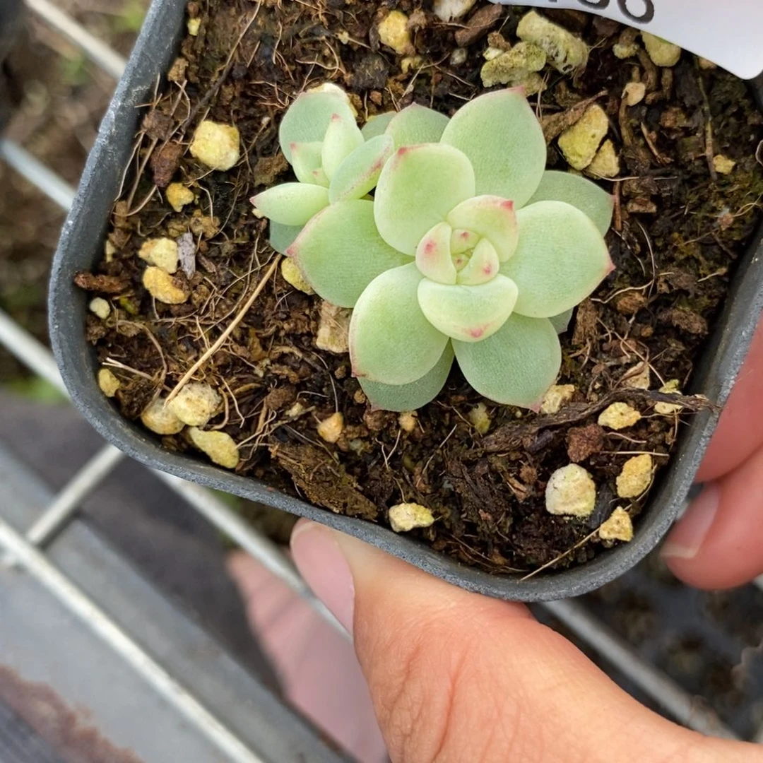 标签156璇玑珍妮一个多肉