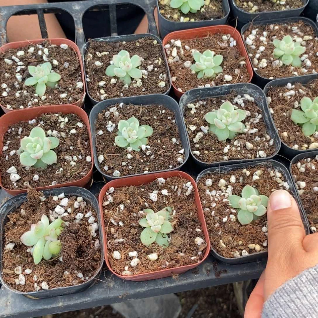 上盆璇玑珍妮一个多肉量拍