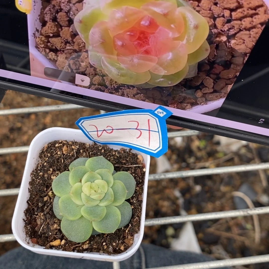 【闪购商品】20-31果冻甜心t0一个多肉