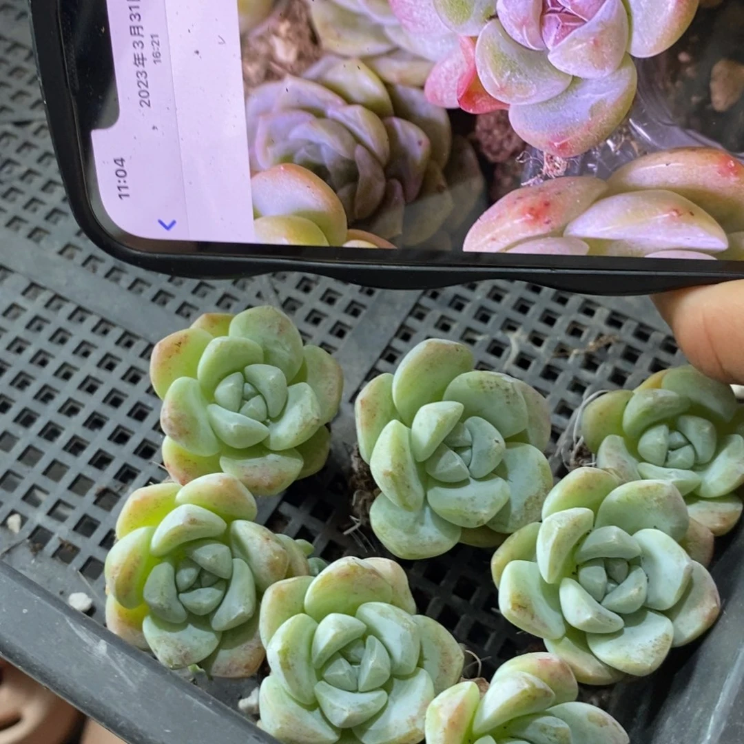 【闪购商品】穴盘糖心冰玉10个