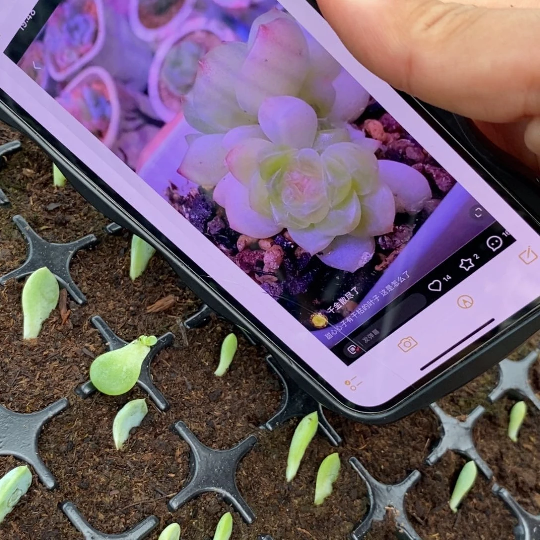 【闪购商品】甜心481叶片带芽一个