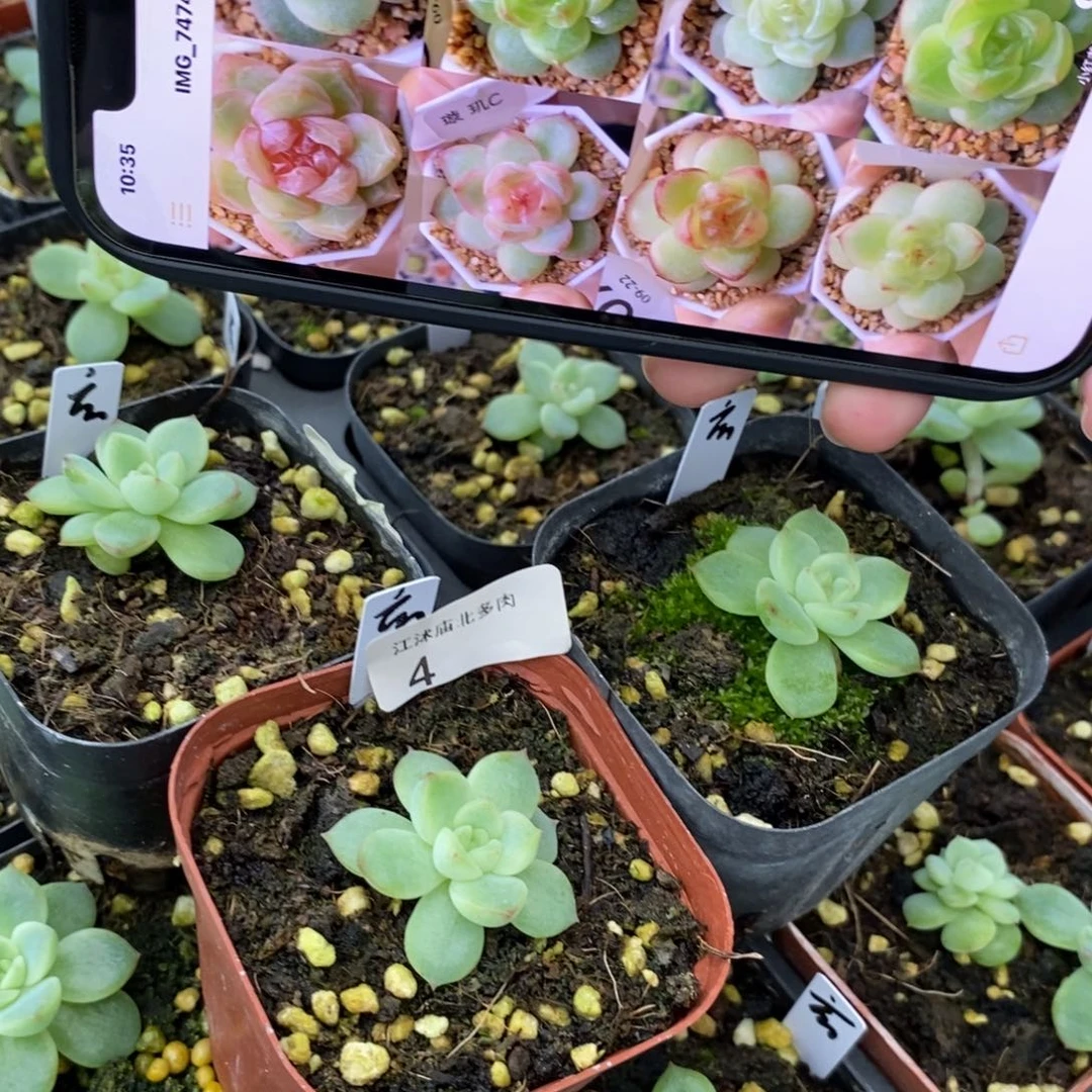 【闪购商品】标签4上盆玄机量拍一个多肉