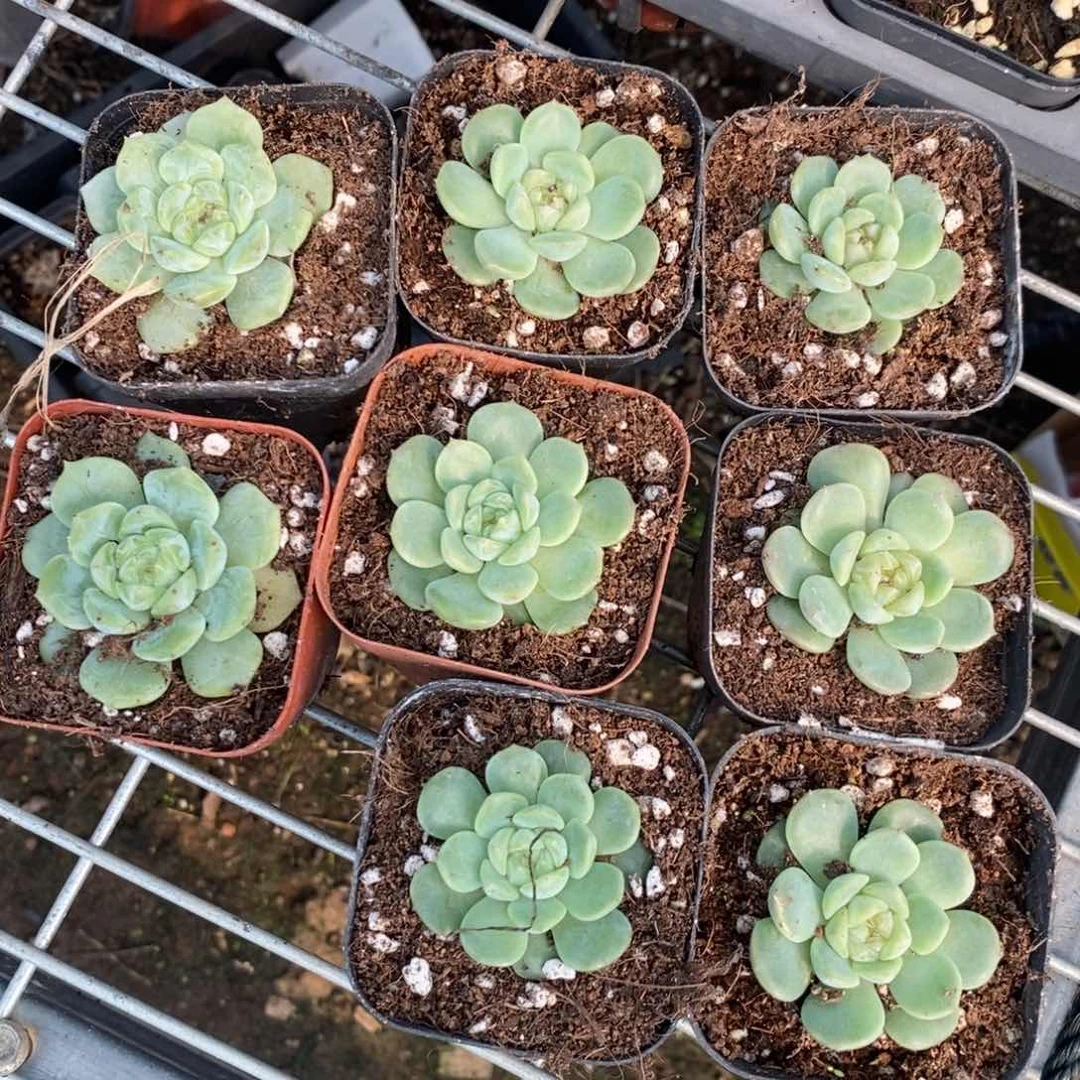 【闪购商品】素心单头挑好的一个