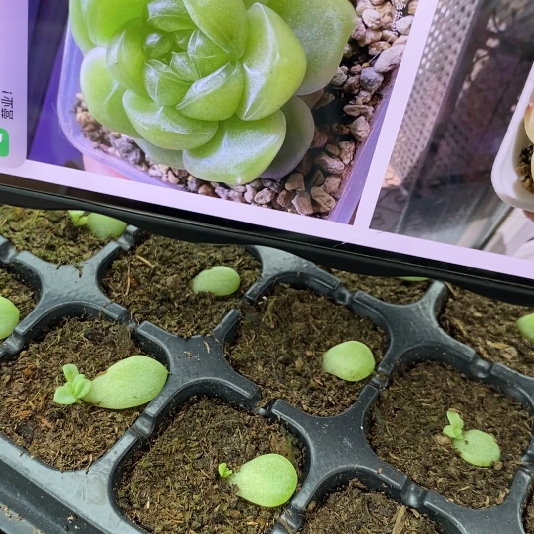 【闪购商品】财富1叶片带芽一个